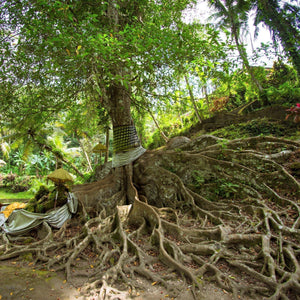 遺跡・棚田・マーケットをめぐるウブドハイライト プライベートフォトツアー