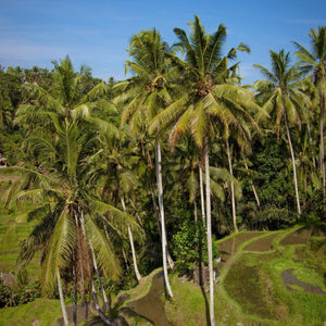 遺跡・棚田・マーケットをめぐるウブドハイライト プライベートフォトツアー 追加1名様