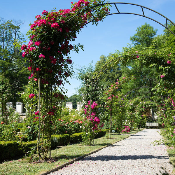 シャリス・ロワイヤル・チャペル